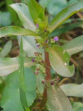 Image of Ammannia crassicaulis Guill. & Perr.