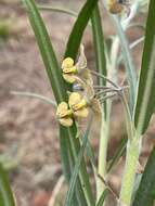 Sivun Gomphocarpus tomentosus subsp. tomentosus kuva