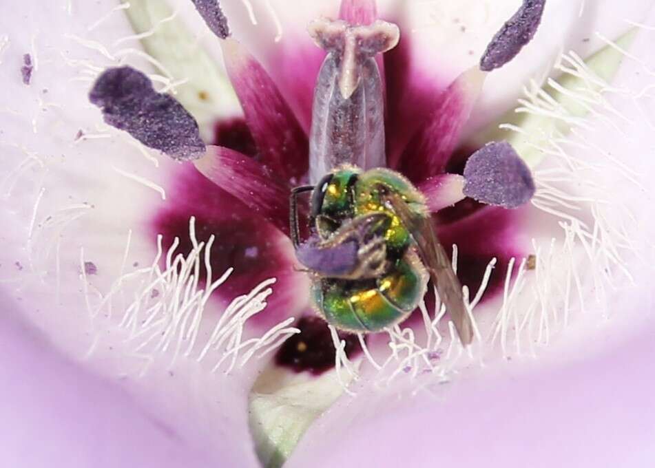 Image de Augochlorella pomoniella (Cockerell 1915)