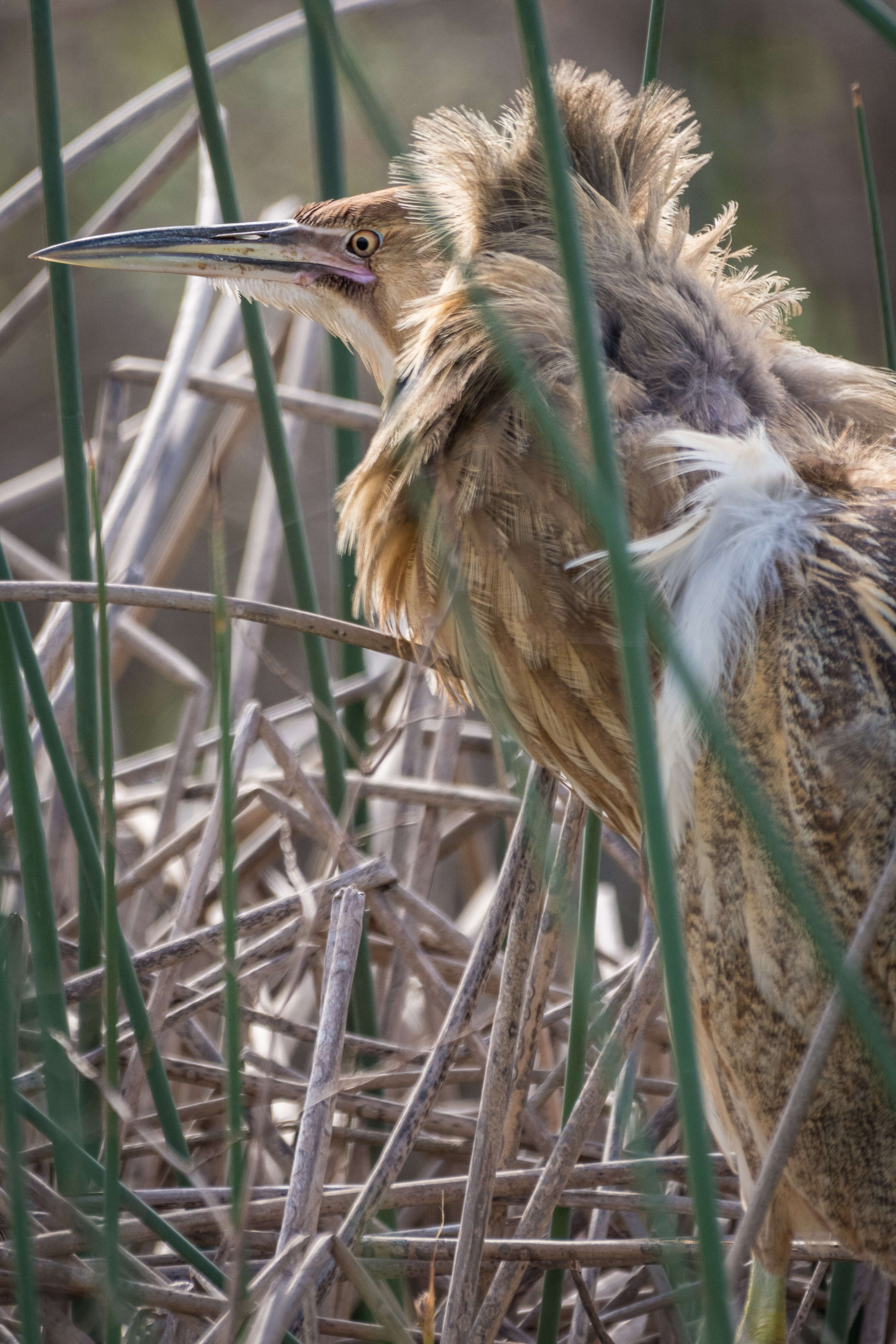 Image of American Bittern