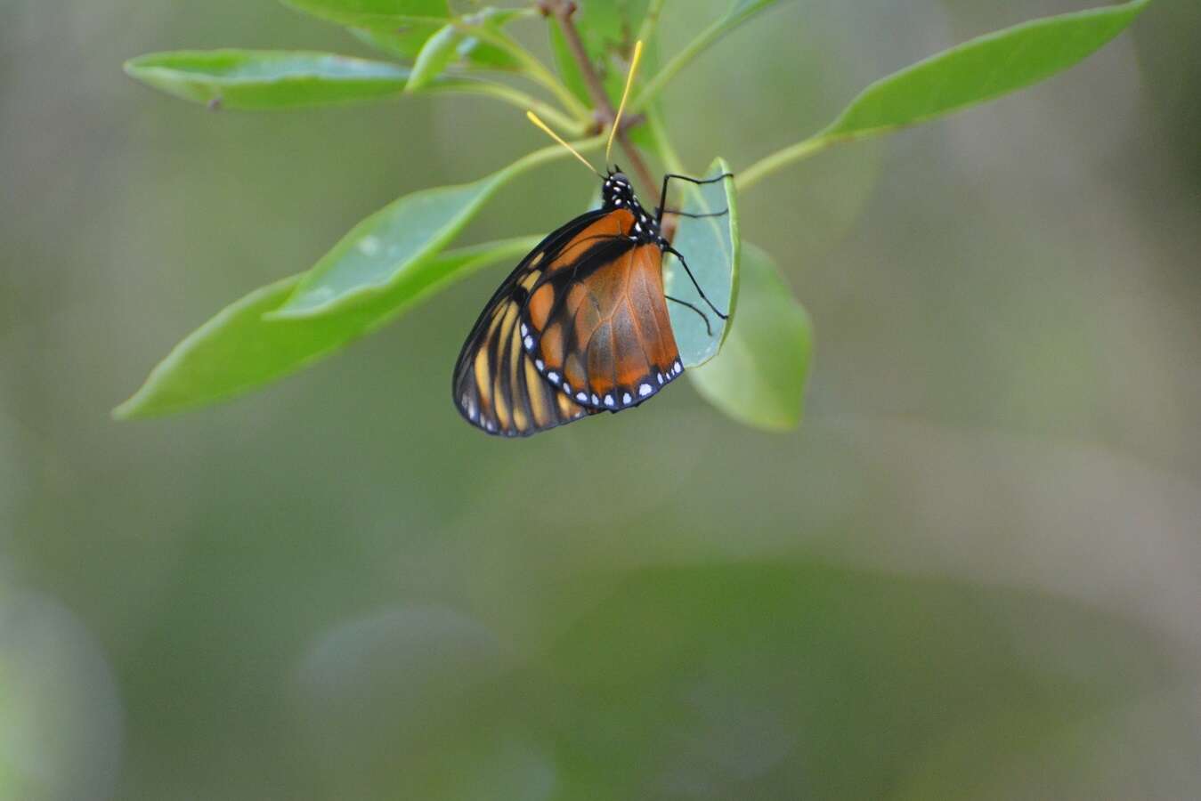 Lycorea ilione albescens (Distant 1876) resmi