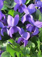 Image of sweet violet