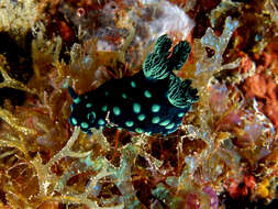 Image of Green spot black slug