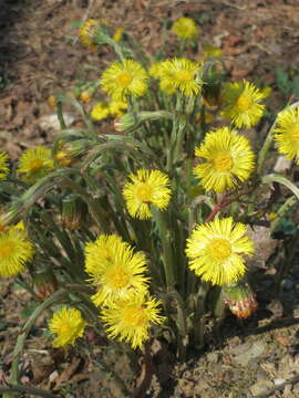 Image of coltsfoot