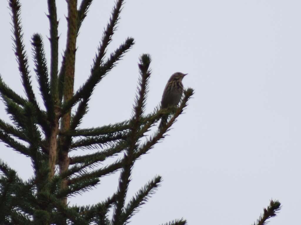 Image of Tree Pipit