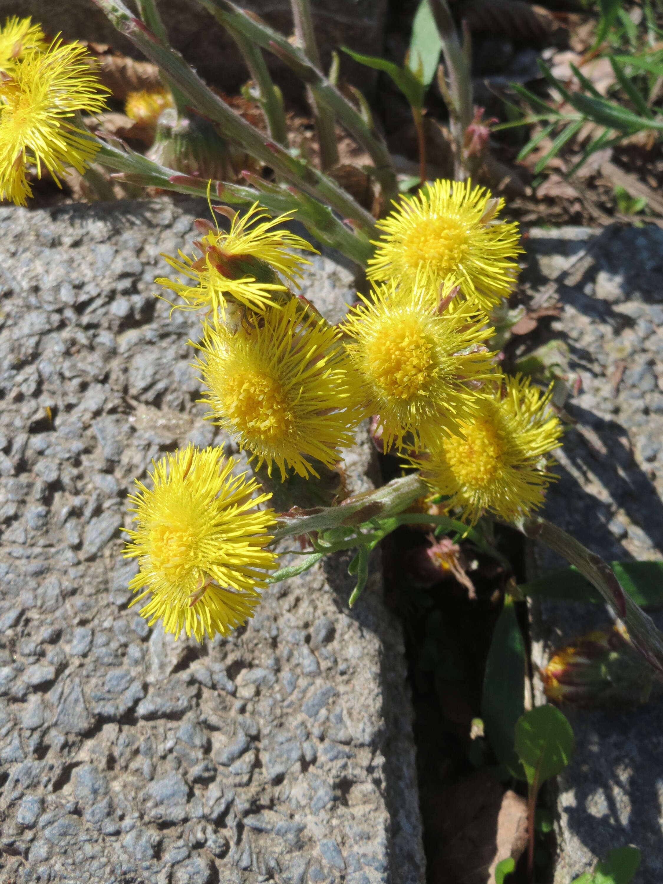 Image of coltsfoot