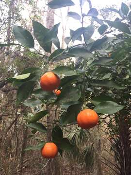 Image of tangerine
