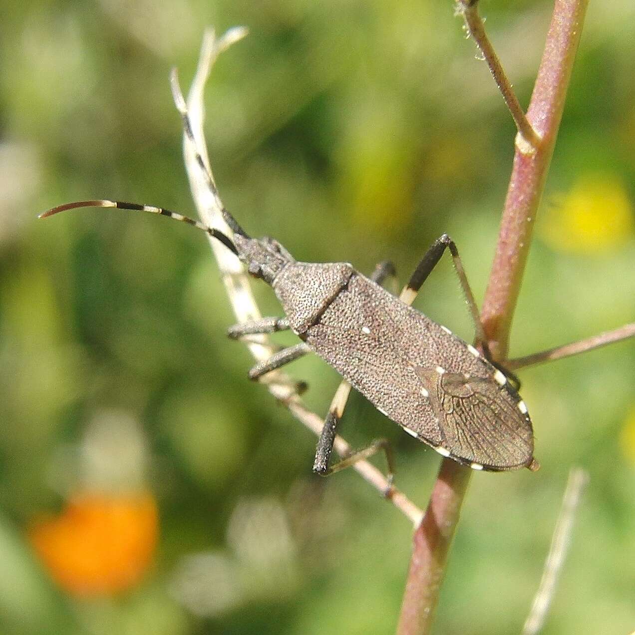 Imagem de Dicranocephalus agilis (Scopoli 1763)