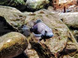 Image of Lowland cichlid