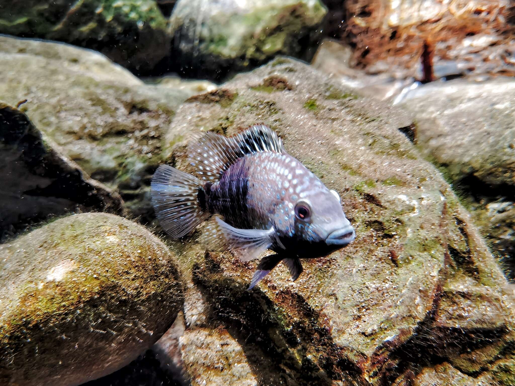 Image of Lowland cichlid