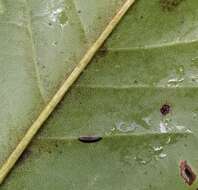 Image of Banana-shaped scale