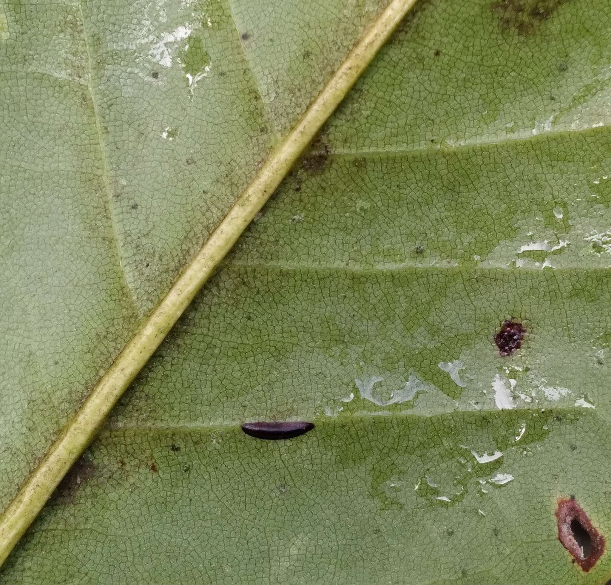 Image of Banana-shaped scale