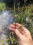 Sivun Schoenoplectus etuberculatus (Steud.) Soják kuva