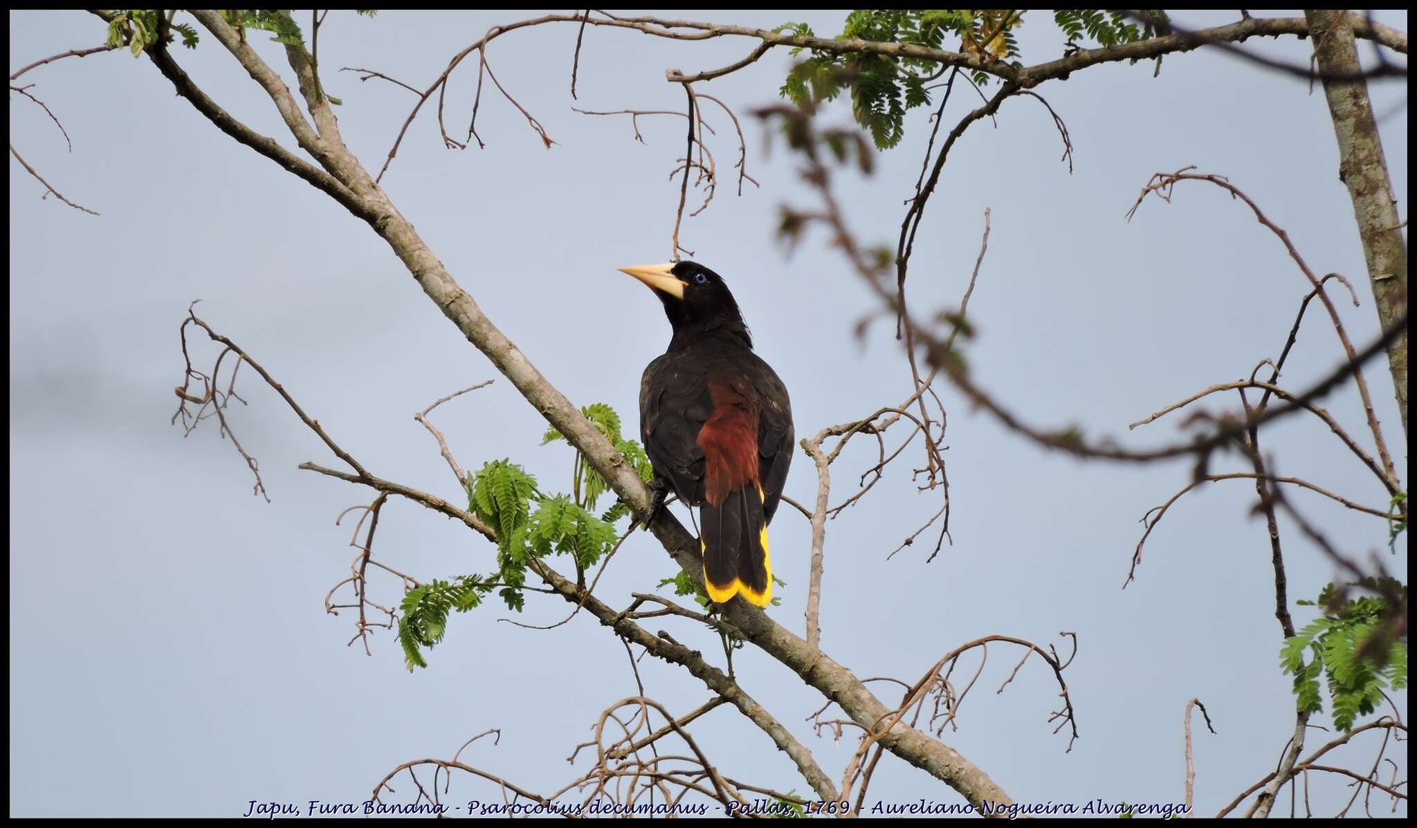 Image of Crested Oropendola