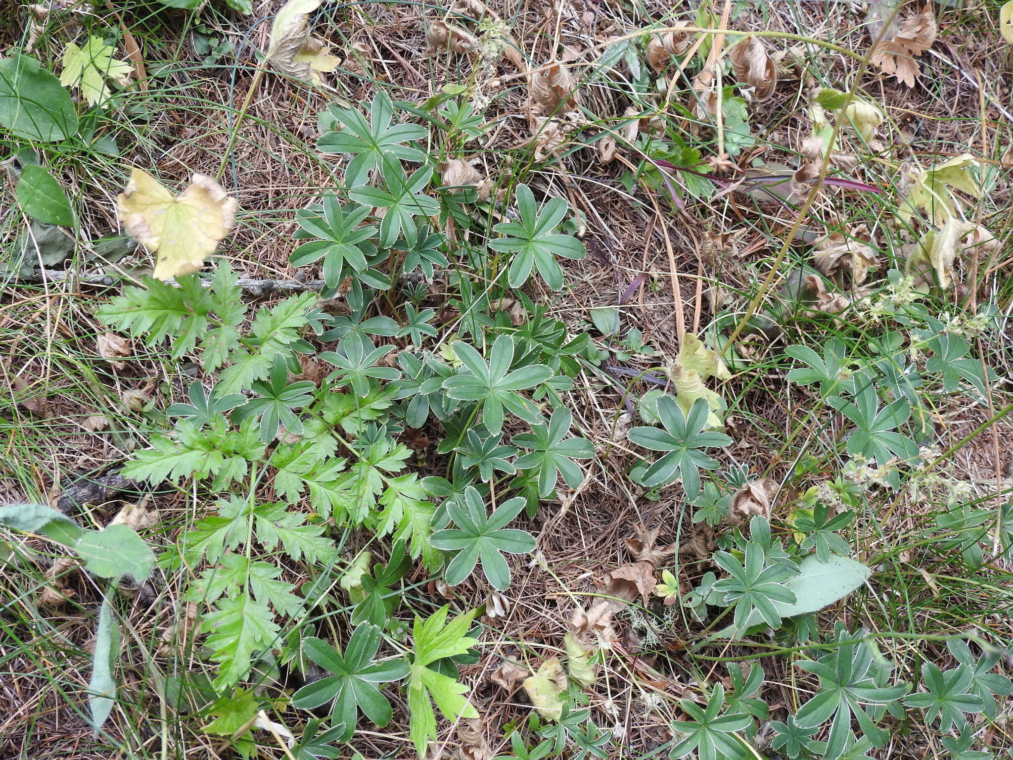 Image of Alchemilla alpigena Hegi