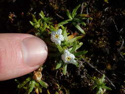 Image of Plagiobothrys linifolius (Lehm.) I. M. Johnst.