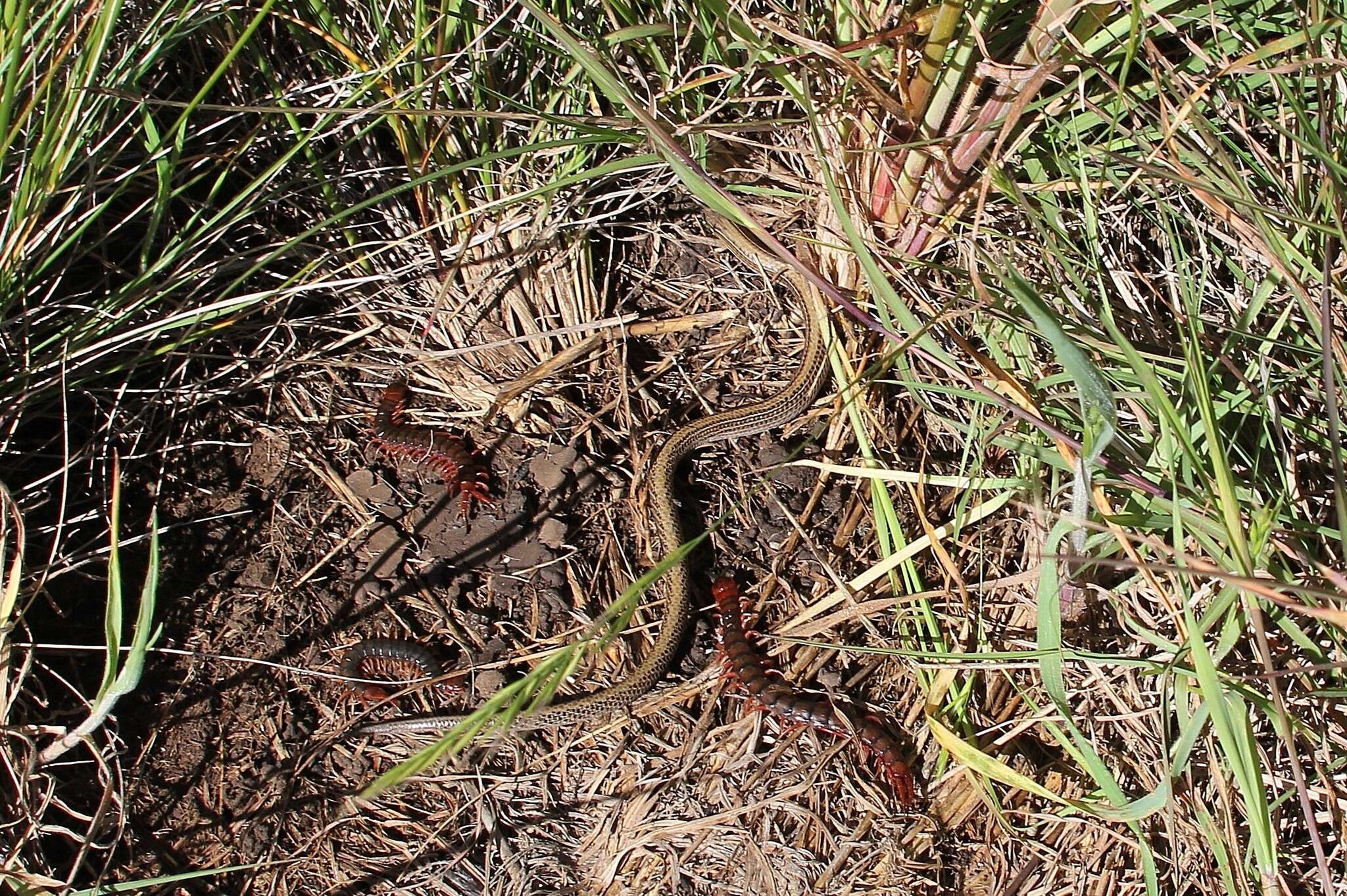 Image of Striped Legless Lizard