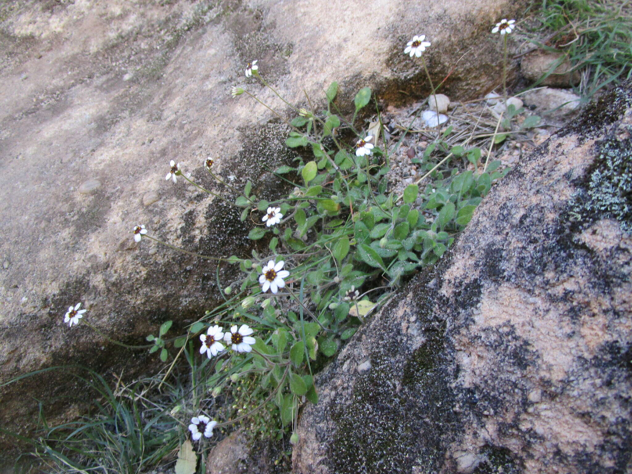 Image of Felicia cymbalariae (Ait.) H. Bol. & Wolley-Dod ex Adamson & Salter