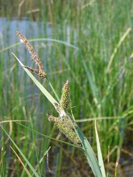 Image de Carex de nebraska