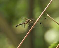 Tetrathemis irregularis cladophila resmi