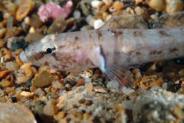 Image of Kolombatovic's Goby