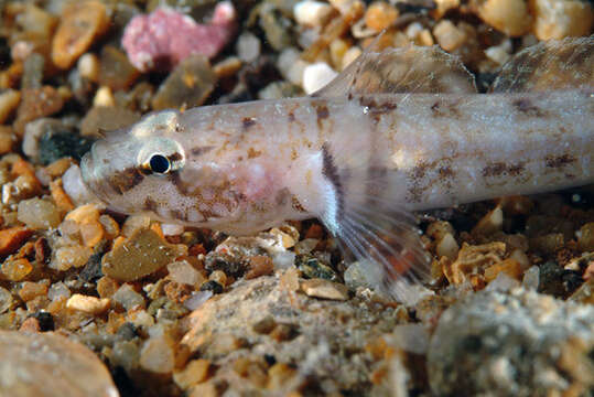 Image of Kolombatovic's Goby