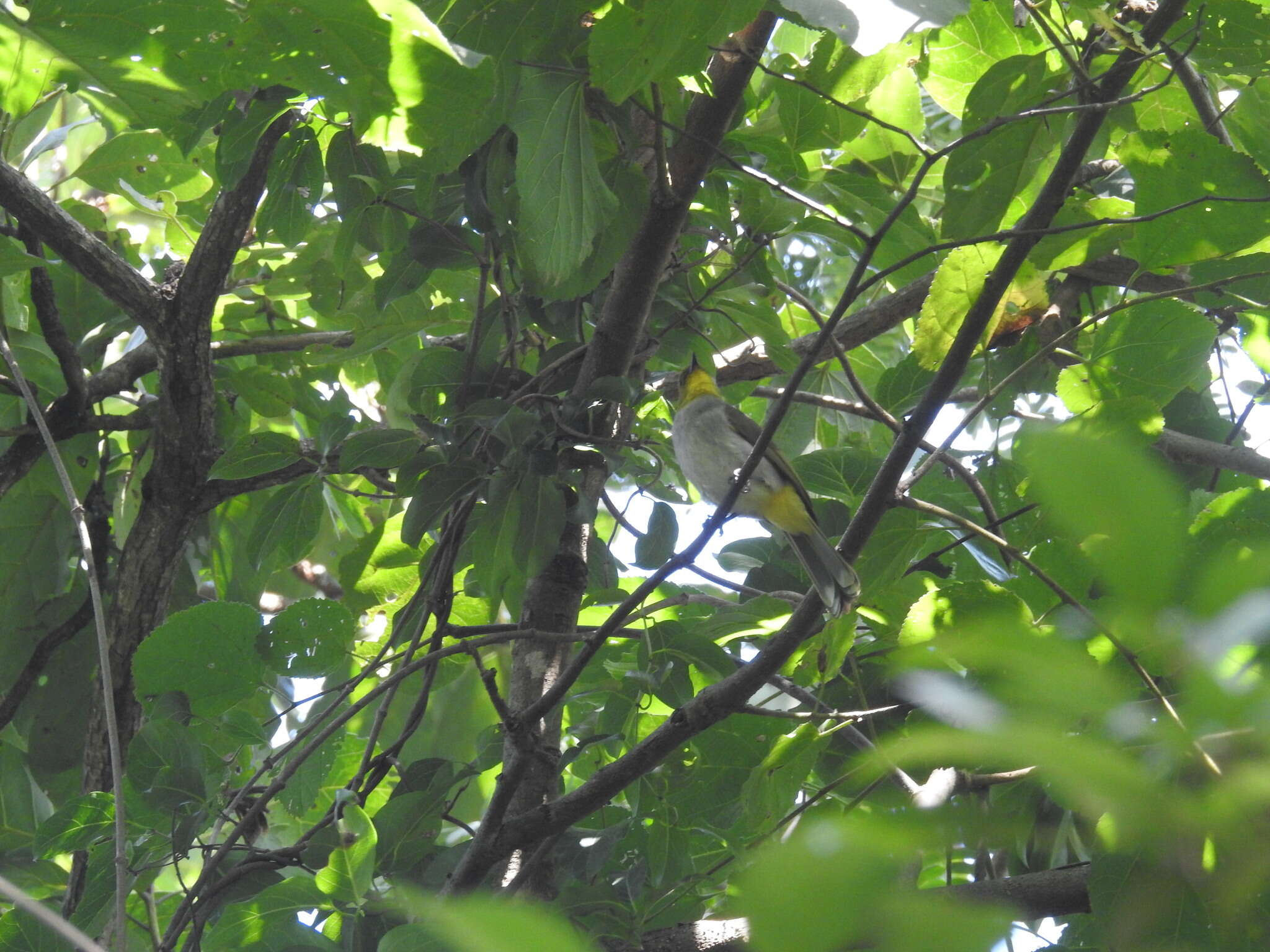 Image of Yellow-throated Bulbul