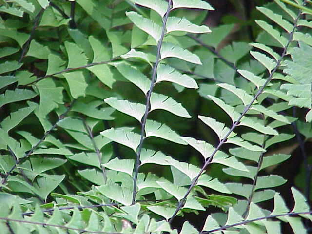 Image of Northern maidenhair fern