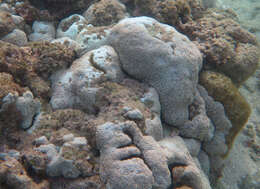 Image of Flowerpot corals