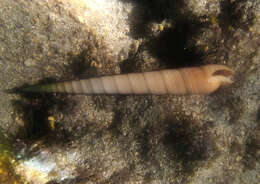 Image of Terebra cingulifera Lamarck 1822