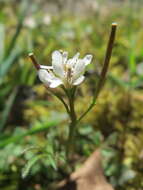 Image of hairy bittercress