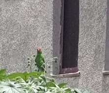 Image of Black-winged Lovebird