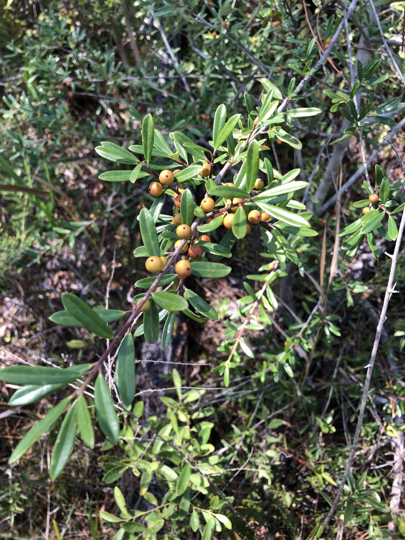 Слика од Ilex myrtifolia Lam.