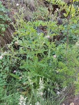 Image of Vasey's thistle