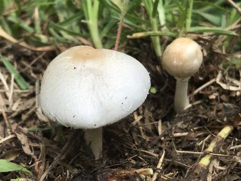 Image of Chlorophyllum hortense (Murrill) Vellinga 2002