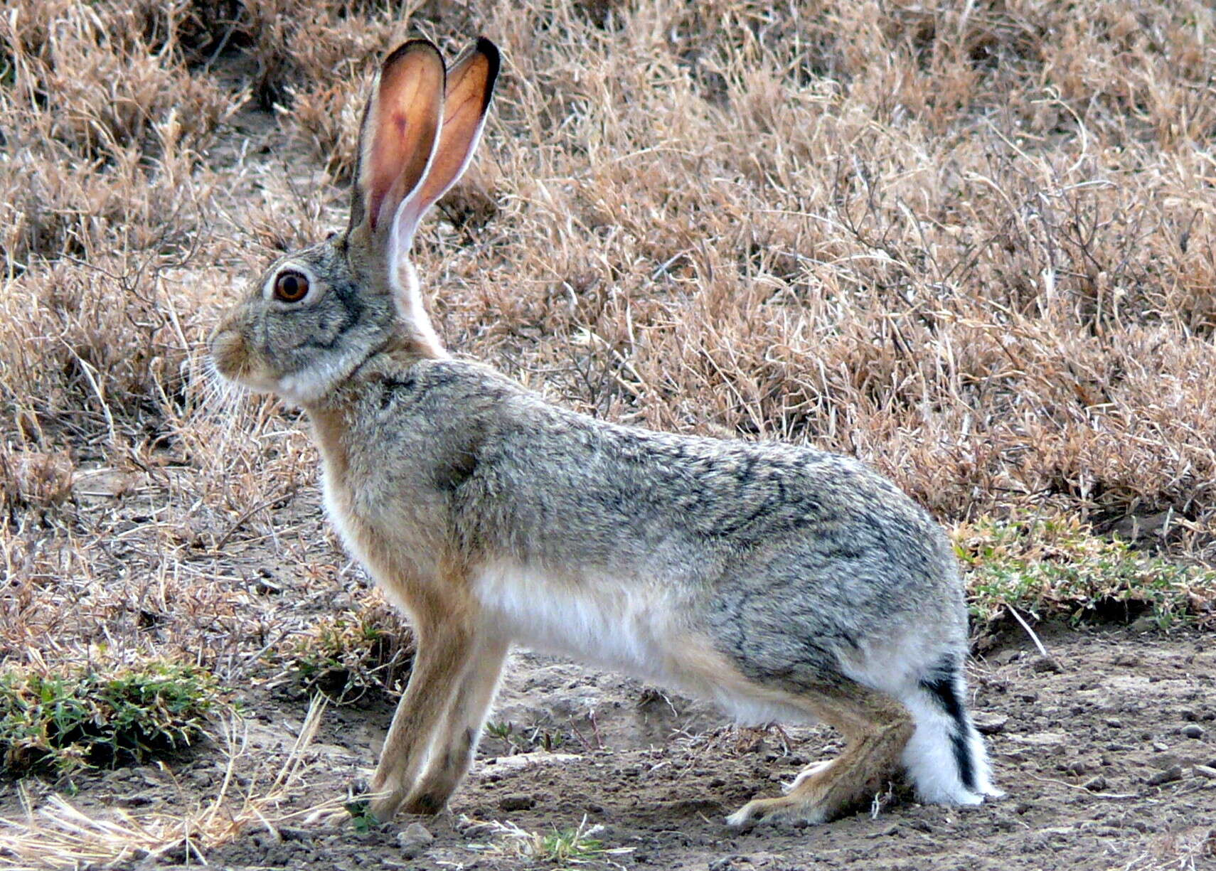 Lepus capensis Linnaeus 1758 resmi