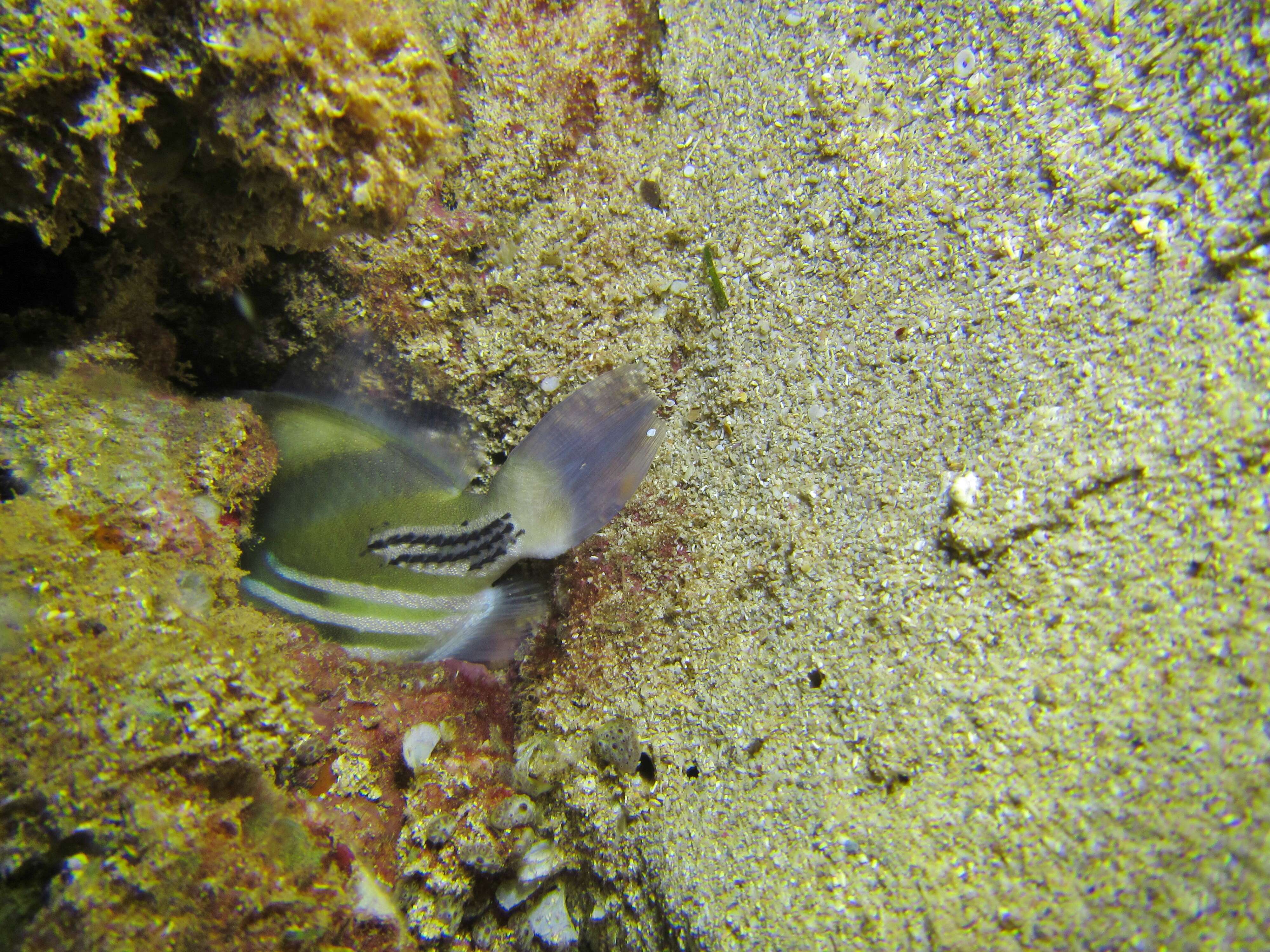 Image of Lagoon triggerfish