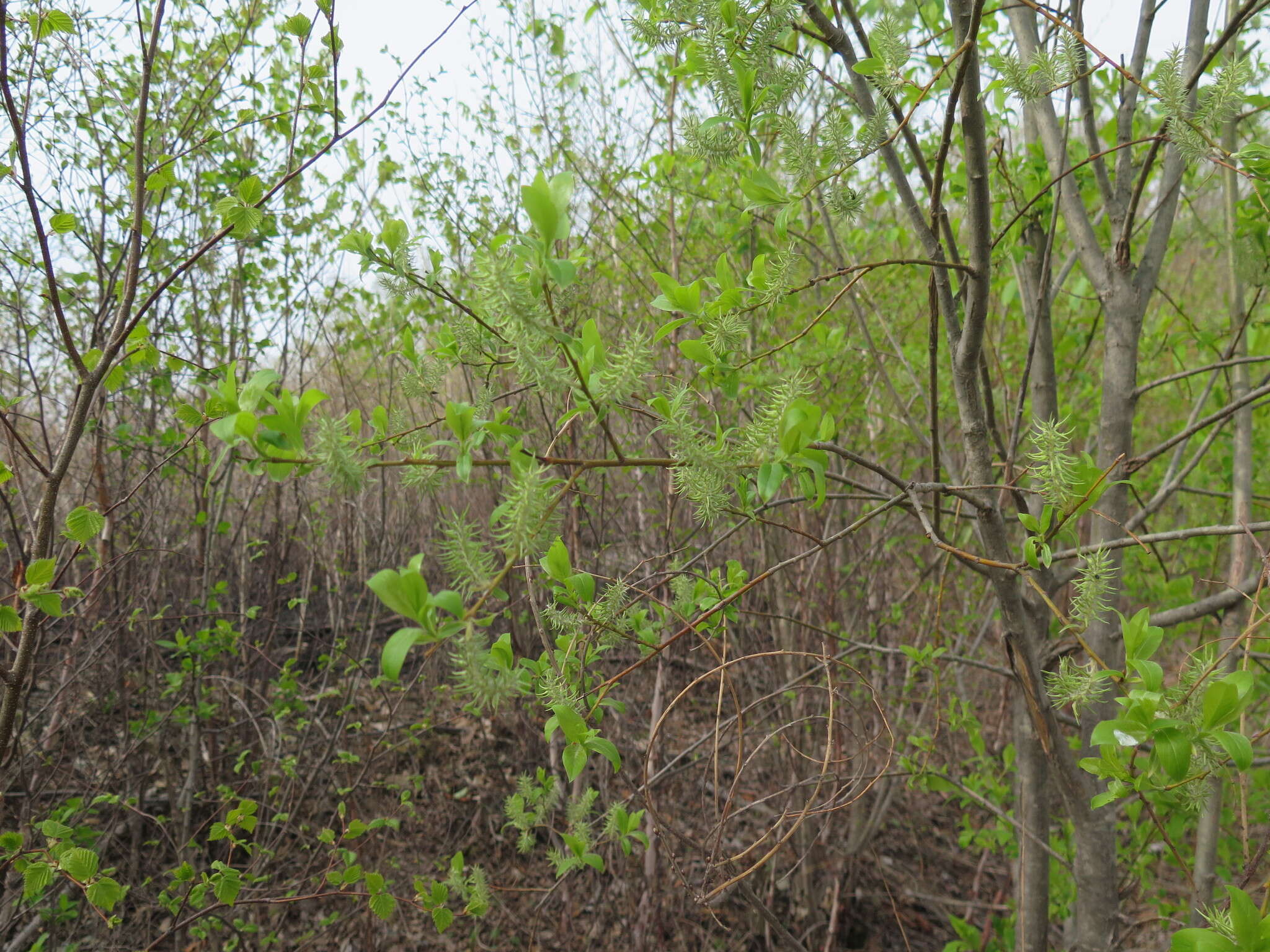 Image of Salix taraikensis Kimura