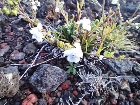 Image of Cynoglossum borbonicum (Lam.) Bory