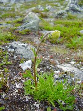 Image of Boreal Sagebrush