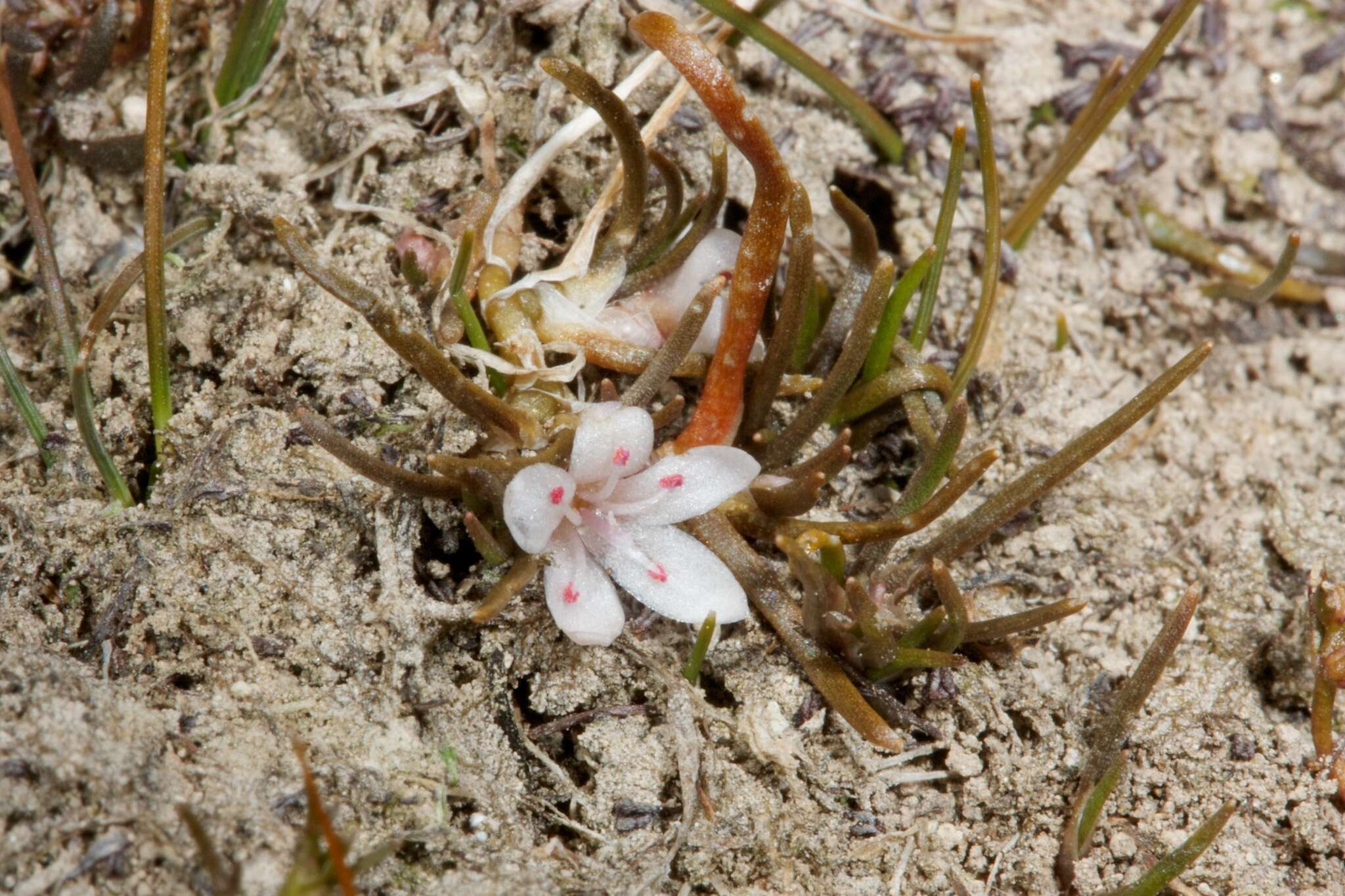 Image of Montia angustifolia Heenan