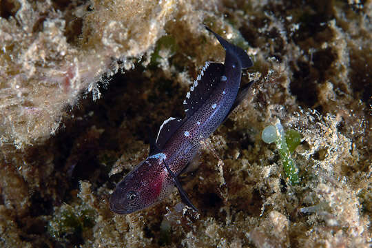 Image de Gobie Nain à Taches Blanches