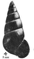 Image of Ecrobia Stimpson 1865