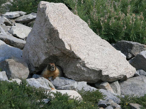 Image of Marmota subgen. Petromarmota Steppan et al. 1999