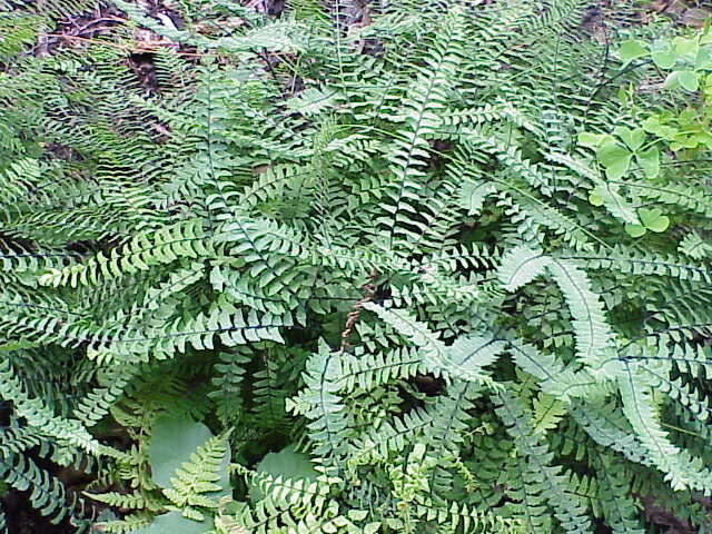 Image of Northern maidenhair fern