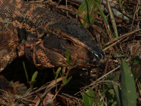 Image of Yellow Tegu