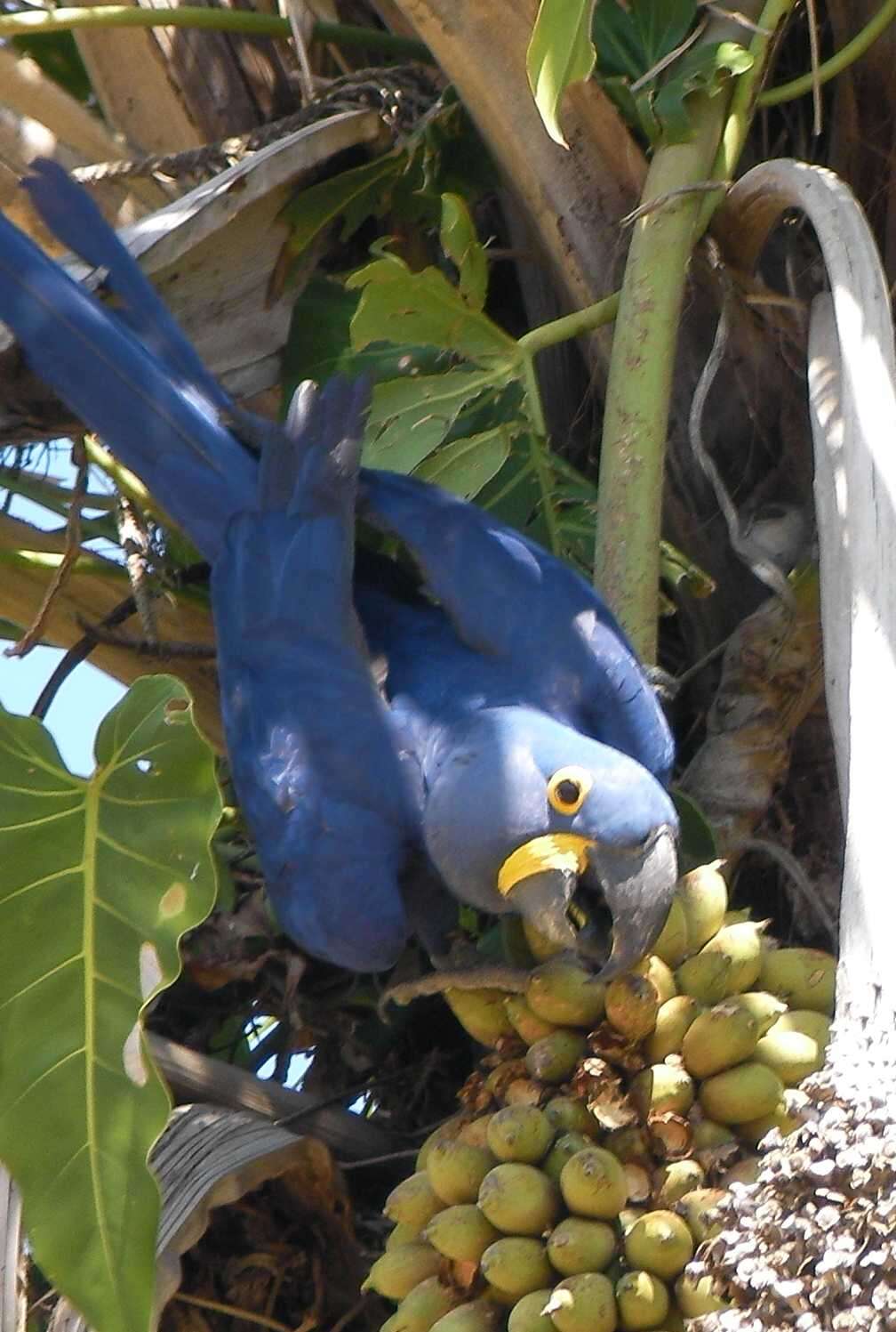 Image of Hyacinth Macaw