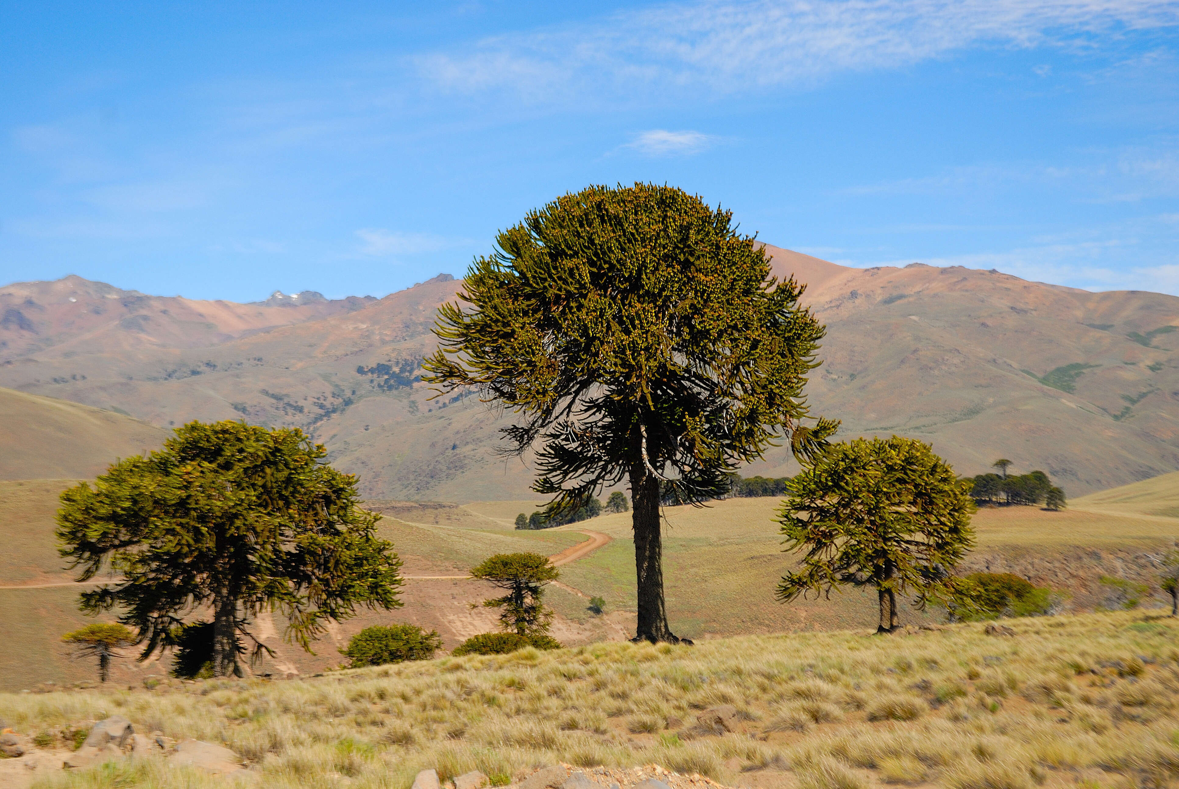 Слика од Araucaria araucana (Molina) K. Koch