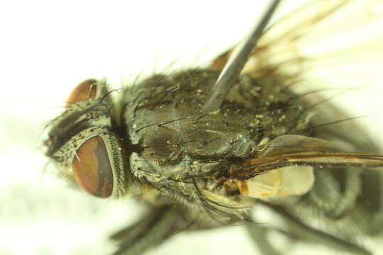 Image of Vagabund cluster fly