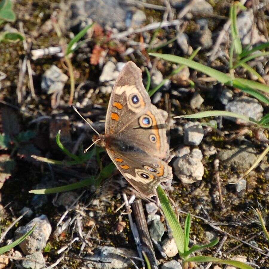 Image of Common buckeye